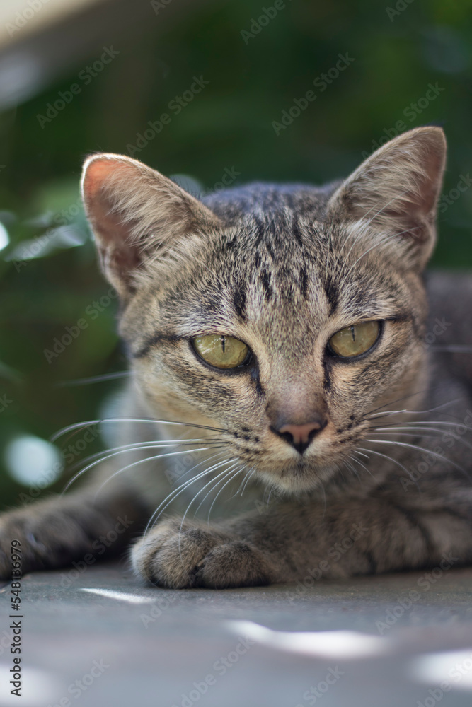 close-up of a cat.