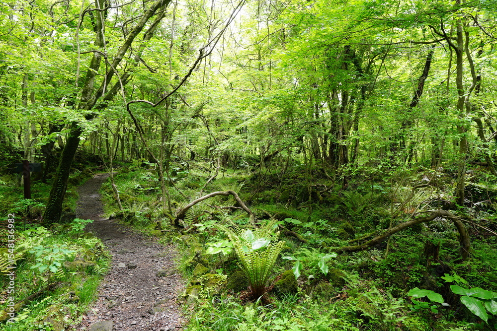 Fototapeta premium fresh fern in spring forest