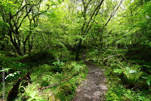 fresh fern in spring forest