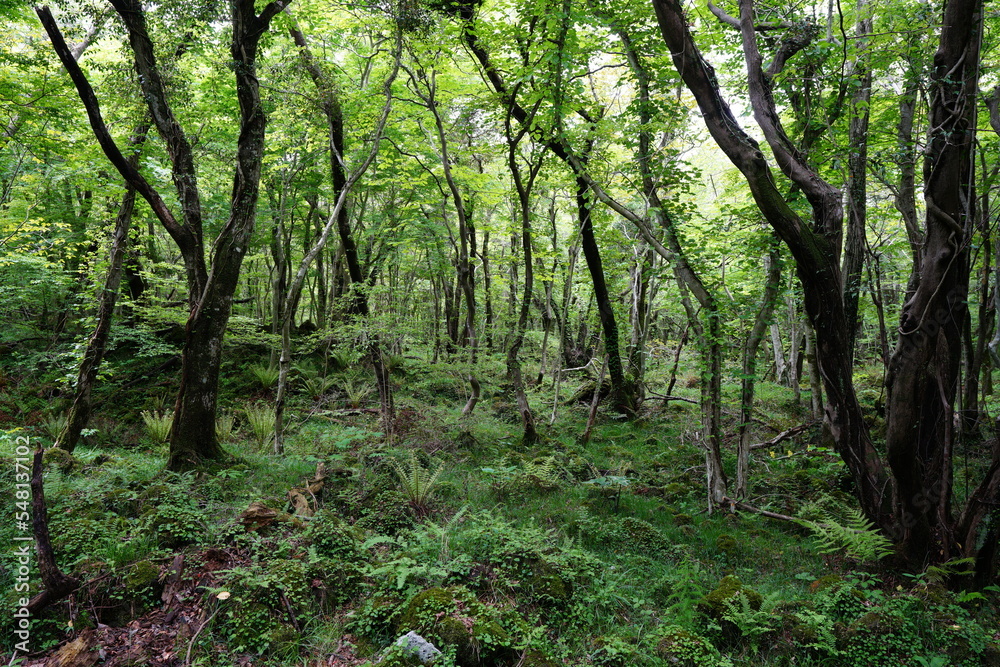 mossy rocks and old trees in primeval forest
mossy rocks and old trees in primeval forest