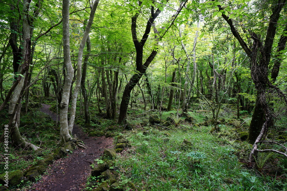 spring path through thick wild forest spring path through thick wild forest