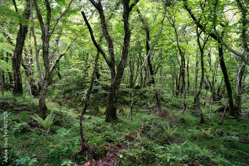 mossy rocks and old trees in primeval forest 