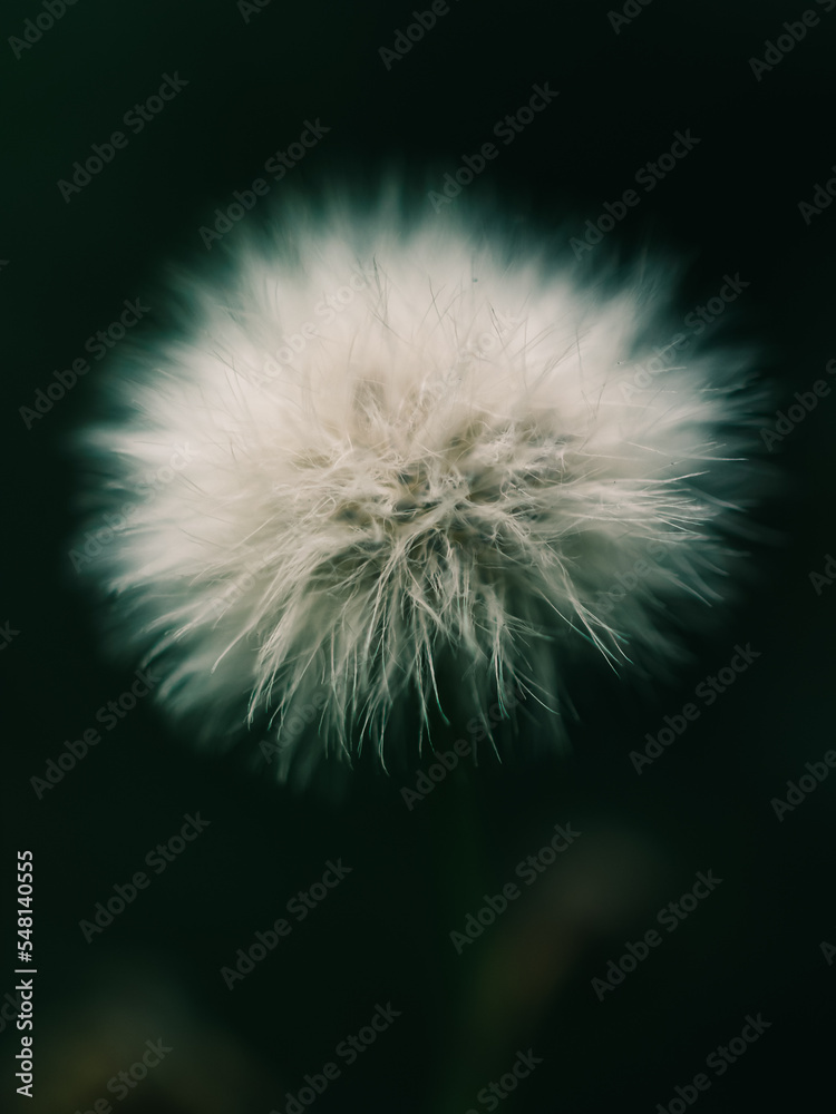 Fototapeta premium dandelion head