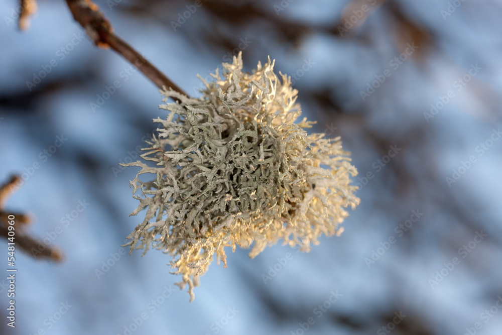 lichen on a tree branch close up lichen on a tree branch close up