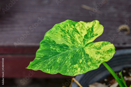 Alocasia gageana Aura Variegated photo