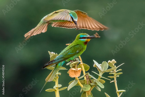 blue cheeked bee eater with prey , bee eater s in green blur background,  photo