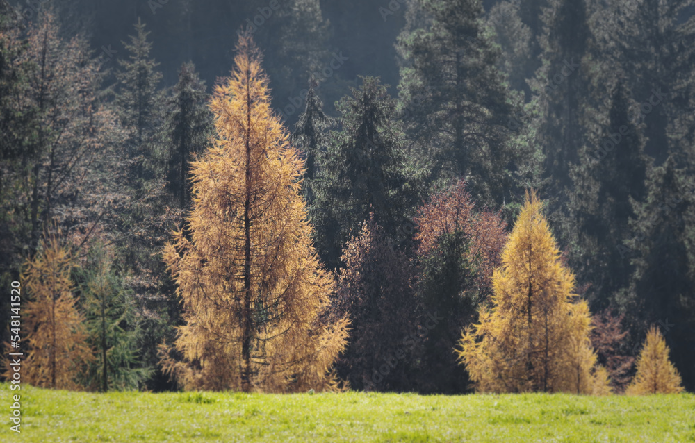 Autumn landscape in the High Tatras