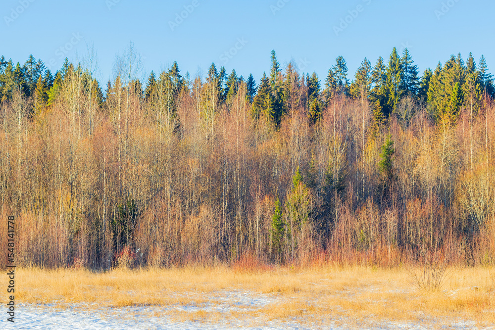 Autumn-winter landscape of deciduous-coniferous forest outside the city. Autumn-winter landscape of deciduous-coniferous forest outside the city.