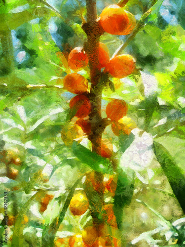 A stylized image of a ripe sprig of sea buckthorn.