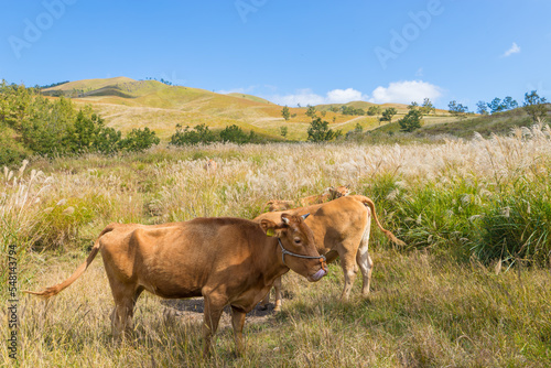 草原の牛（熊本県南小国町）