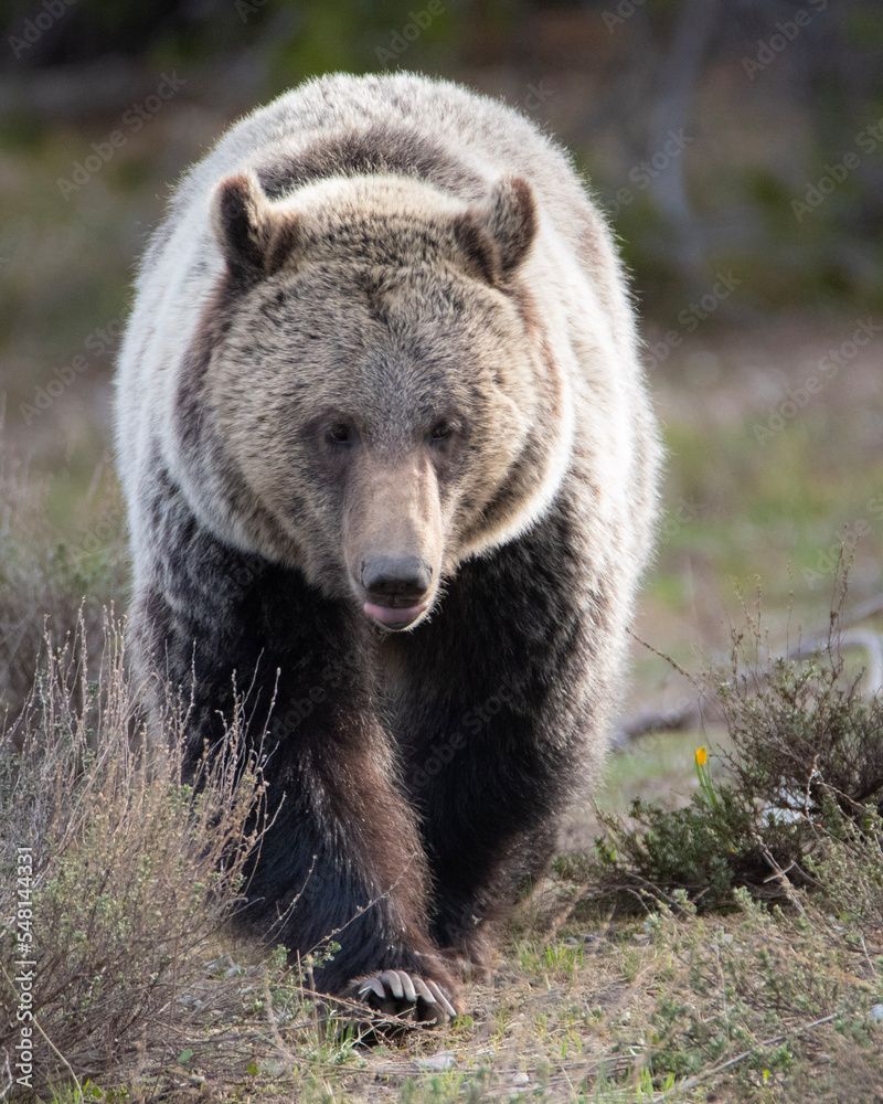 brown bear