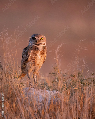 burrowing owl