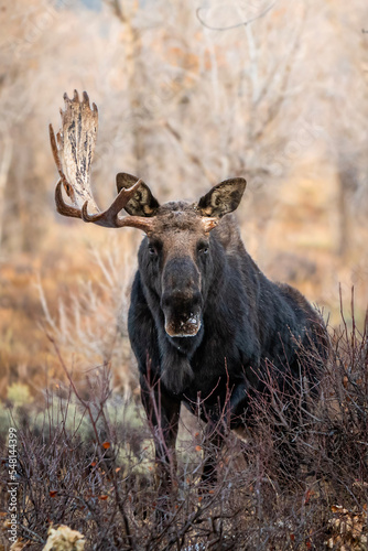 moose © Tristan