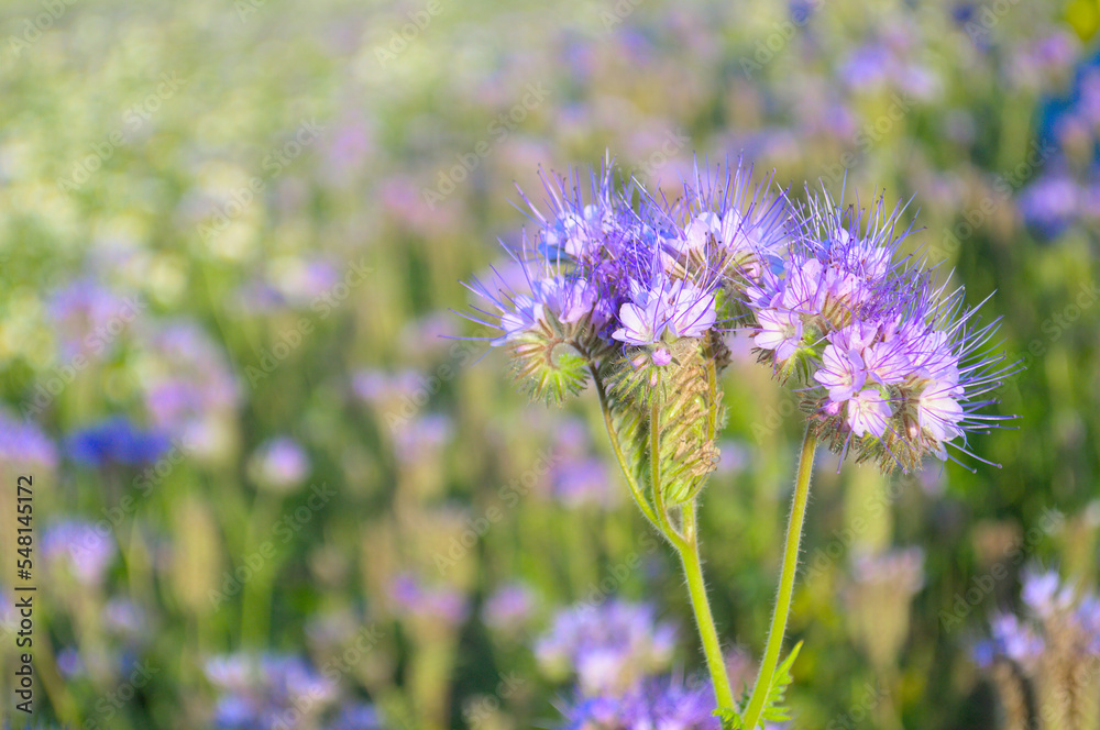 A flower field in the early morning in the rays of the sun. A flower field in the early morning in the rays of the sun.