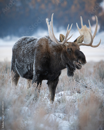 moose in winter photo