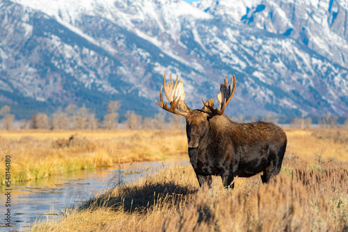 moose in the mountains