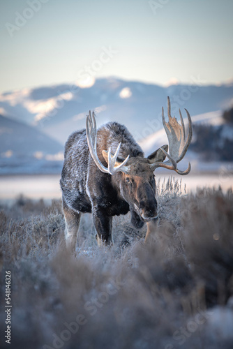 Konstfotografi moose in winter