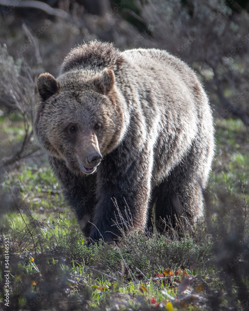 brown bear