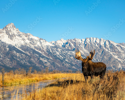 Moose in the mountains