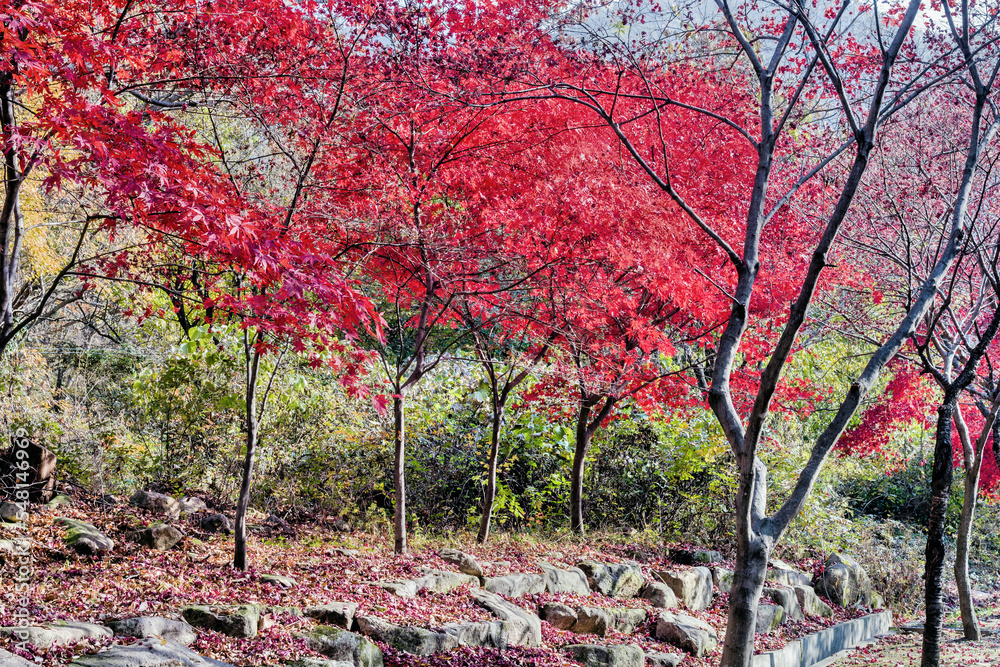 Maple trees in autumn colors in wilderness mountain park. Maple trees in autumn colors in wilderness mountain park.