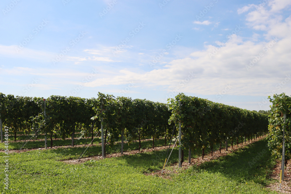 Glera  variety vineyard with white ripe grapes on branches used to make Prosecco on a sunny day in the italian countryside