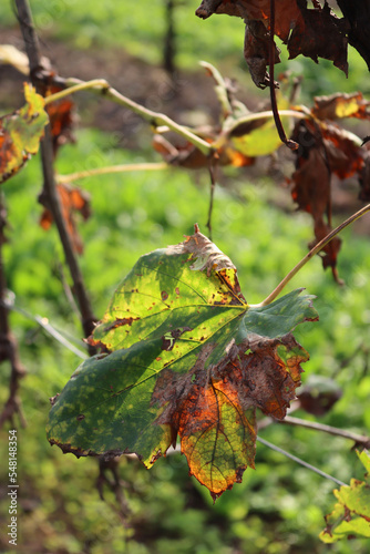 Close-up of beautiful green and yellow leaf of Pinot gris vineyard against sunlight on autumn season
