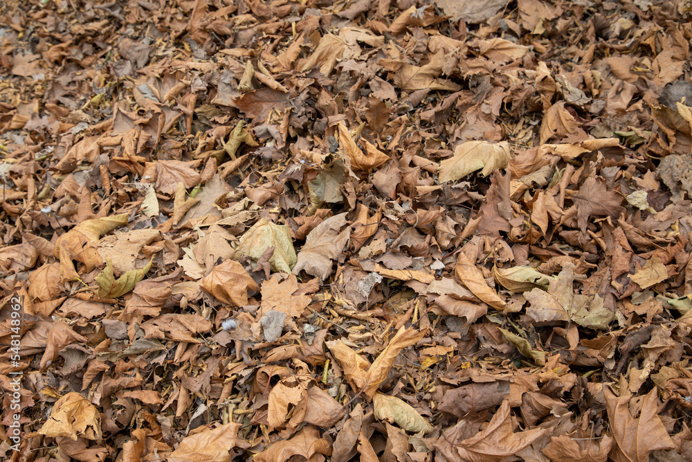 Natural background of autumn leaves fallen to the ground acorns Natural background of autumn leaves fallen to the ground acorns