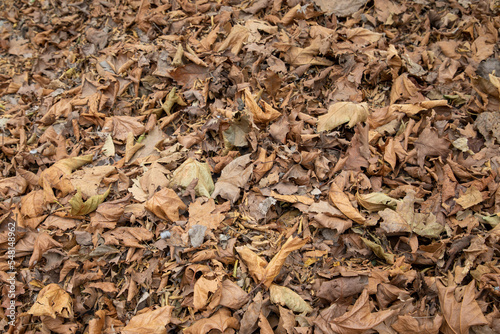 Natural background of autumn leaves fallen to the ground acorns