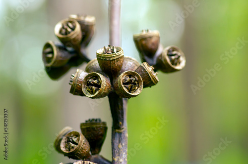 Close up of Eucalyptus pellita dry fruit and seeds. Selected focus. photo