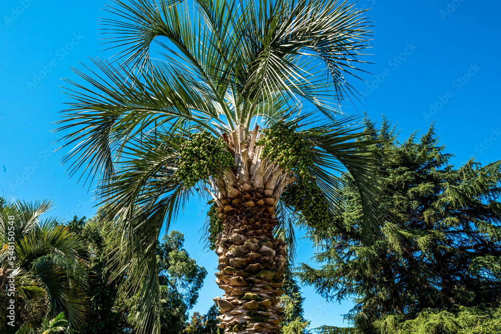 Fototapeta premium palm tree against the blue sky
