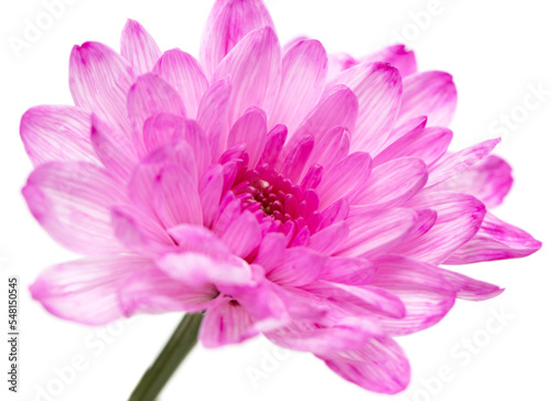 pink chrysanthemums on white background