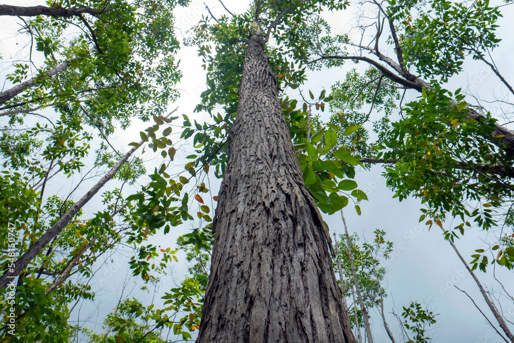 Fototapeta premium Eucalyptus pellita forest in Gunung Kidul, Yogyakarta, Indonesia