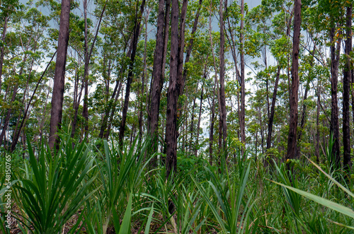 Eucalyptus pellita forest in Gunung Kidul, Yogyakarta, Indonesia photo