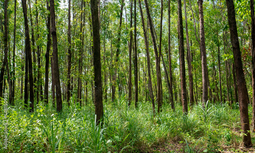 Eucalyptus pellita forest in Gunung Kidul, Yogyakarta, Indonesia