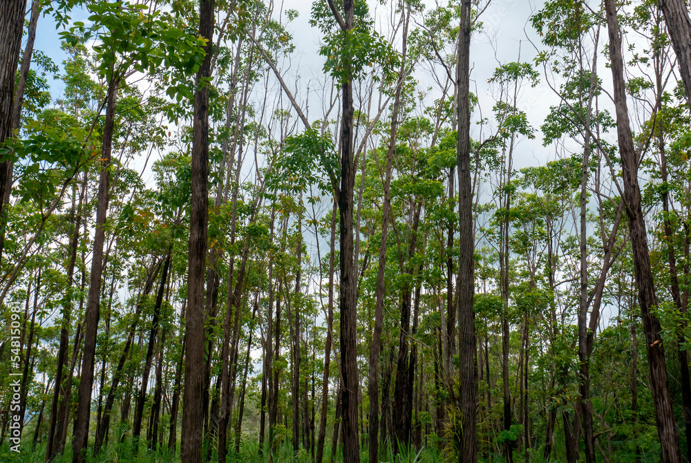 Fototapeta premium Eucalyptus pellita forest in Gunung Kidul, Yogyakarta, Indonesia