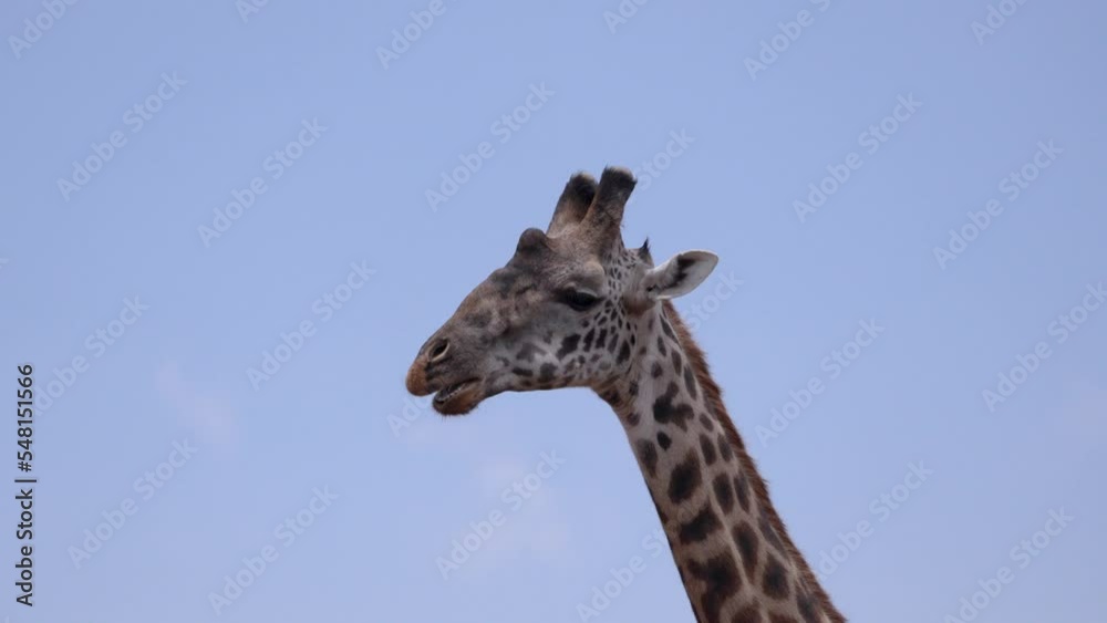 Female giraffe neck up at Ngorongoro Tanzania Africa munching food, Close up shot Female giraffe neck up at Ngorongoro Tanzania Africa munching food, Close up shot