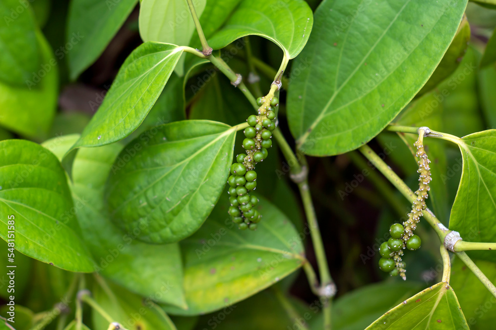 Lada, merica, Piper Nigrum, peppercorn, common pepper, fresh green pepper seed on the tree, shallow focus Lada, merica, Piper Nigrum, peppercorn, common pepper, fresh green pepper seed on the tree, shallow focus