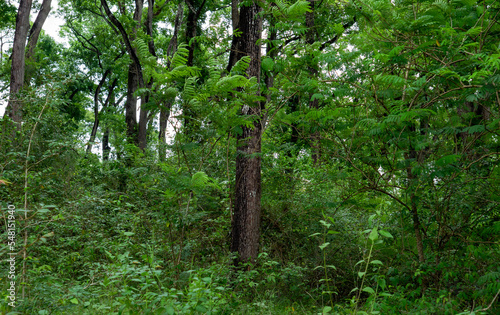 Swietenia macrophylla forest in Gunung Kidul, Yogyakarta, Indonesia photo