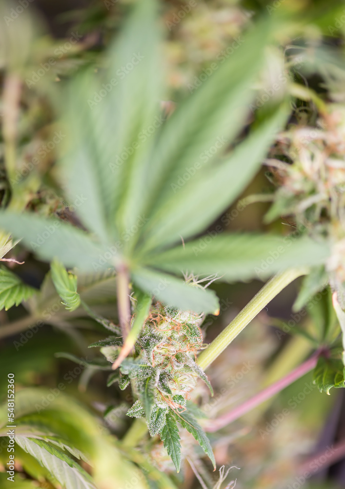 Closeup of Cannabis female plant in flowering Closeup of Cannabis female plant in flowering
