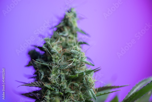 Closeup of Cannabis female plant in flowering