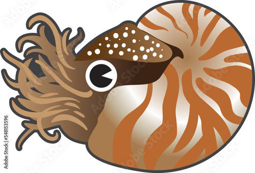 The creatures in the sea, Nautilidae, are well-known living fossils.
