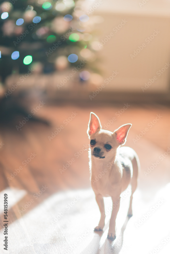 Christmas time. Seasonal concept. Home decoration. Christmas time. Seasonal concept. Home decoration.