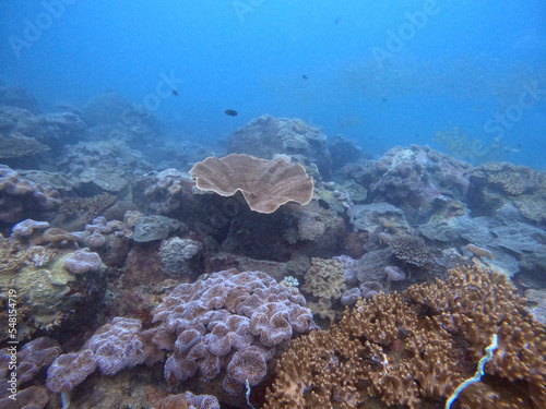 Fototapeta Naklejka Na Ścianę i Meble -  underwater coral reef in tropical water