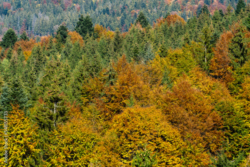 Beautiful trees on the tops of the Carpathian mountains on a warm autumn day. Ukraine