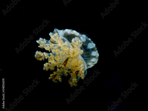 Jellyfish Cassiopeia Andromeda from the island of Cyprus  photo