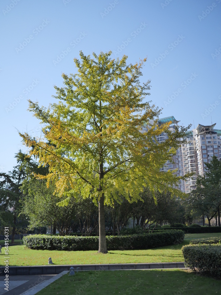 Obraz premium trees in the park