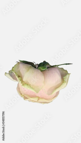 Time lapse of dying ivory Talea rose isolated on white background, top view, vertical orientation photo