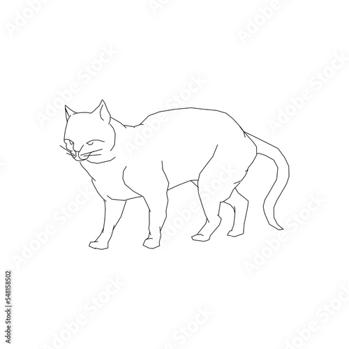 cat line drawing on white background