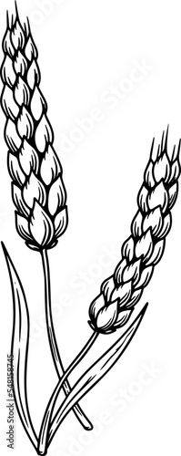 Illustration of wheat spikelet in engraving style. Design element for card, banner, menu. Vector illustration