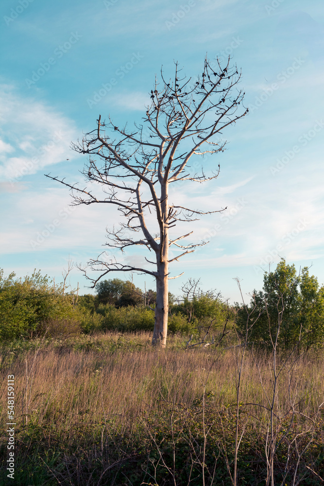 Obraz premium Dry eucalyptus after a forest fire in Galicia. Fires in the Galician forest are a constant in the dry and windy summers of this region of northern Spain.